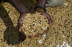 KDK INTERNATIONAL MANUFACTURING PLC coffee